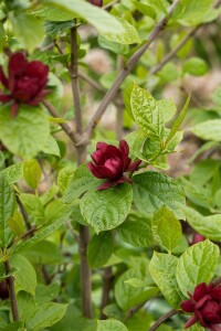 Calycanthus raunstonii Hartlage Wine 30- 40 cm