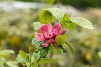 Calycanthus raunstonii Hartlage Wine 30- 40 cm