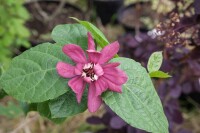 Calycanthus raunstonii Hartlage Wine 30- 40 cm