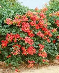 Campsis radicans Grandiflora 40- 60 cm