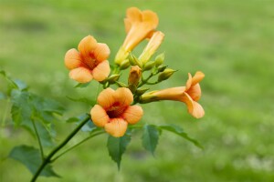 Campsis radicans Grandiflora 40- 60 cm