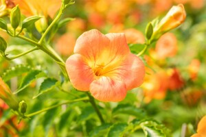 Campsis radicans Grandiflora 40- 60 cm