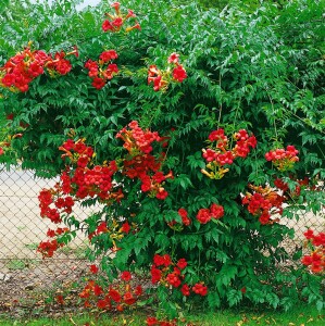 Campsis radicans Grandiflora 40- 60 cm