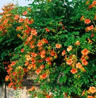 Campsis radicans Grandiflora 40- 60 cm