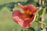 Campsis radicans Grandiflora 40- 60 cm