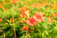 Campsis radicans Grandiflora 40- 60 cm