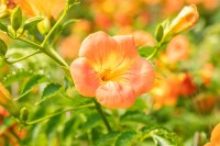 Campsis radicans Grandiflora 40- 60 cm