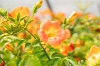 Campsis radicans Grandiflora 40- 60 cm