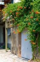 Campsis radicans Grandiflora 40- 60 cm