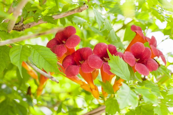 Campsis radicans C2 60- 100