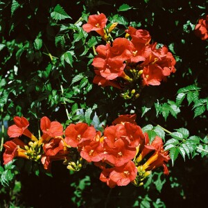 Campsis radicans C2 60- 100