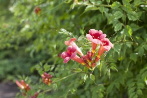 Campsis radicans C2 60- 100