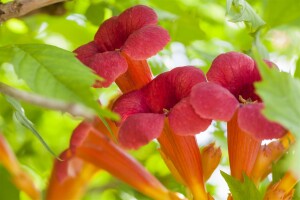 Campsis radicans C2 60- 100