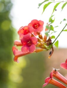 Campsis radicans C2 60- 100