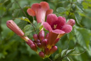 Campsis radicans C2 60- 100