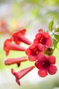 Campsis radicans C2 60- 100