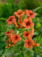 Campsis radicans C2 60- 100