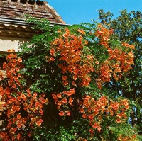 Campsis radicans C2 60- 100