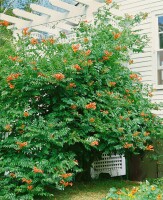 Campsis radicans C2 60- 100