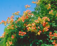 Campsis radicans C2 60- 100