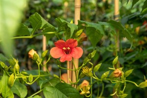 Campsis radicans Stromboli  -R- 100- 150 cm