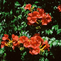 Campsis radicans Stromboli  -R- 100- 150 cm