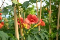 Campsis radicans Stromboli  -R- 100- 150 cm