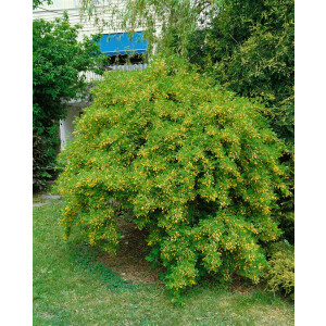Caragana arborescens Pendula  Stamm  Krone 80-