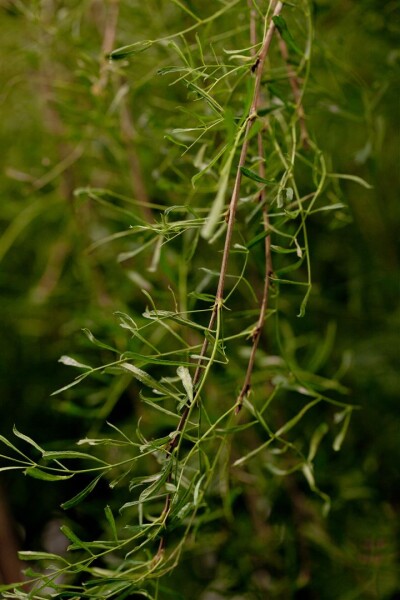 Caragana arborescens Walker Sta C 5  Krone einj.    Stammhöhe 80 cm + Krone