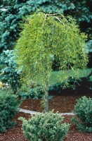 Caragana arborescens Walker Sta C 5  Krone einj.    Stammhöhe 80 cm + Krone