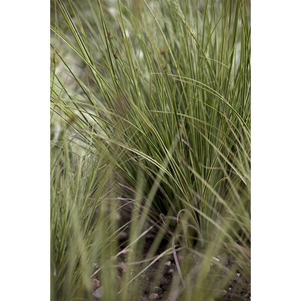 Carex brunnea Verde 2 L 20-  30
