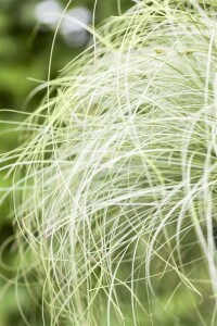 Carex comans Frosted Curls 9 cm Topf - Größe...