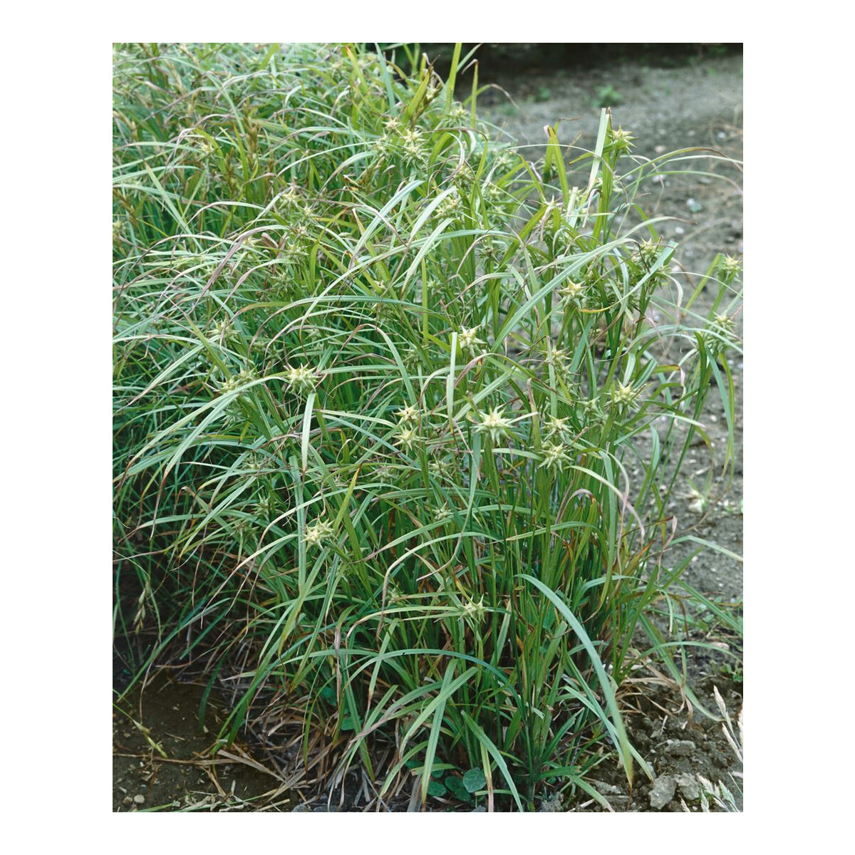 Carex grayi C 2