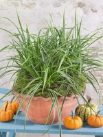 Carex morrowii Ice Dance 20- 30 cm