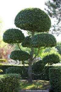 Carpinus betulus 1/0 15-25 cm wurzelnackt