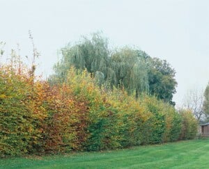 Carpinus betulus oB 15-  30