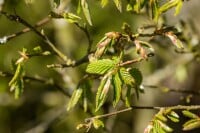 Carpinus betulus oB 15-  30