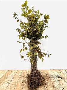 Carpinus betulus 1 a 1 40- 60 cm wurzelnackt