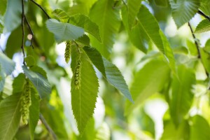 Carpinus betulus 1 a 1 40- 60 cm wurzelnackt