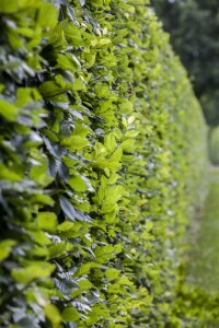 Carpinus betulus 1 a 1 40- 60 cm wurzelnackt