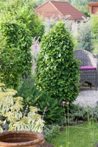 Carpinus betulus 3 Liter Topf 60- 80 cm