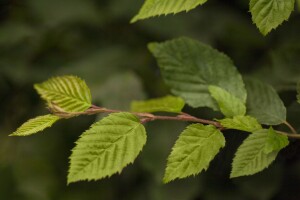 Carpinus betulus 3 Liter Topf 60- 80 cm