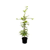 Carpinus betulus 3 Liter Topf 60- 80 cm