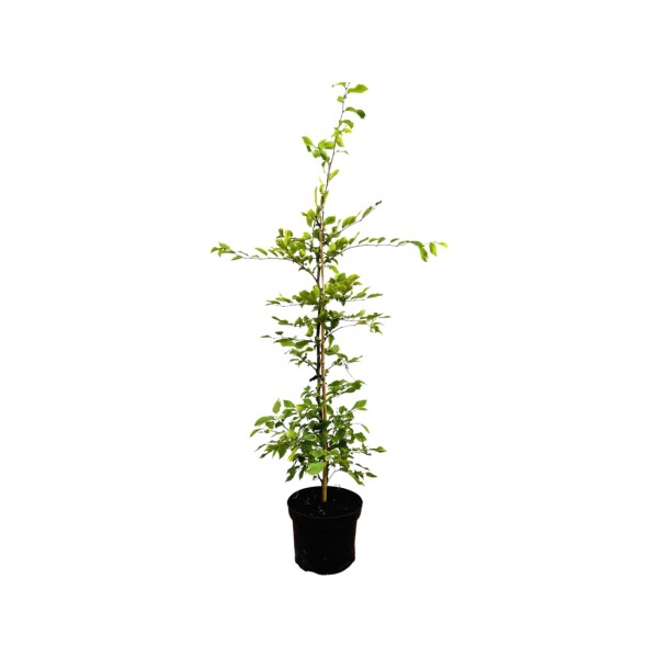 Carpinus betulus 3 Liter Topf 80- 100 cm Sonderangebot