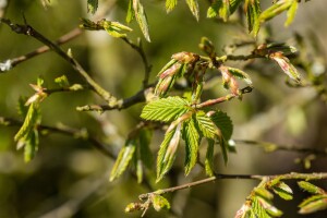 Carpinus betulus 3 Liter Topf 80- 100 cm Sonderangebot