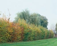 Carpinus betulus 3 Liter Topf 80- 100 cm Sonderangebot