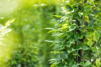 Carpinus betulus 100- 125 cm