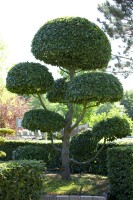 Carpinus betulus 100- 125 cm