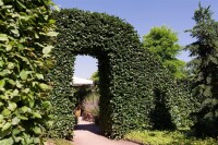 Carpinus betulus 100- 125 cm