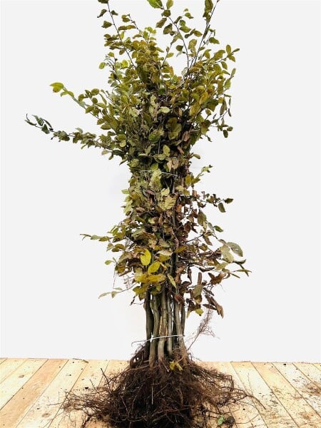 Carpinus betulus 1 a 1 80- 100 cm wurzelnackt